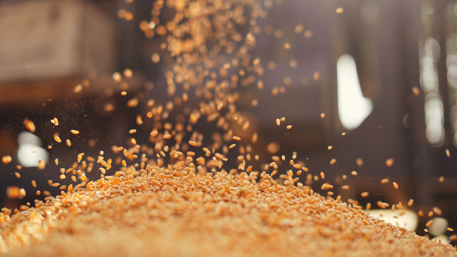 Hard Milling Wheat – 11% to 12% Protein